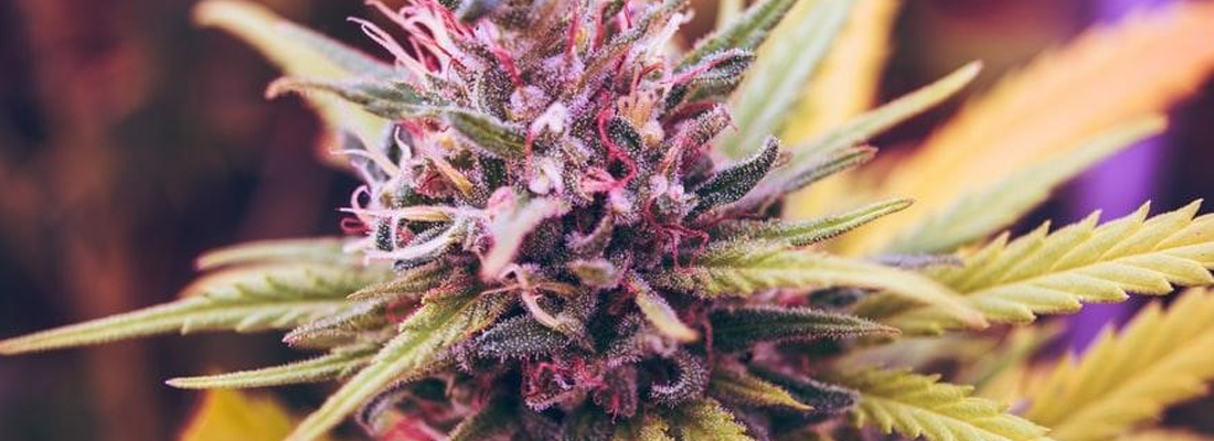 All About THC-O & What Makes it So Special 
